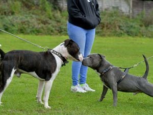 A photo of two XL Bully dogs at the Stafford meeting