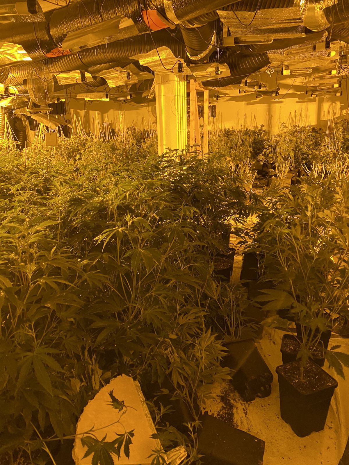 The cannabis farm uncovered by officers Photo:@DudleyTownWMP