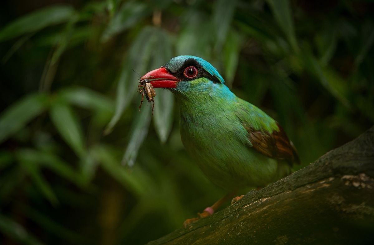 2017 - Six pairs of one of the world’s rarest bird species - the Javan green magpie - were flown to Chester Zoo from Indonesia in a bid to create a new breeding programme save them from extinction.