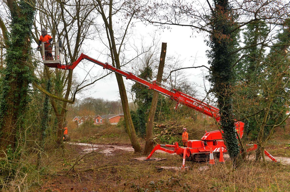 Alder Coppice woods have been closed so that diseased trees can be removed or cut back