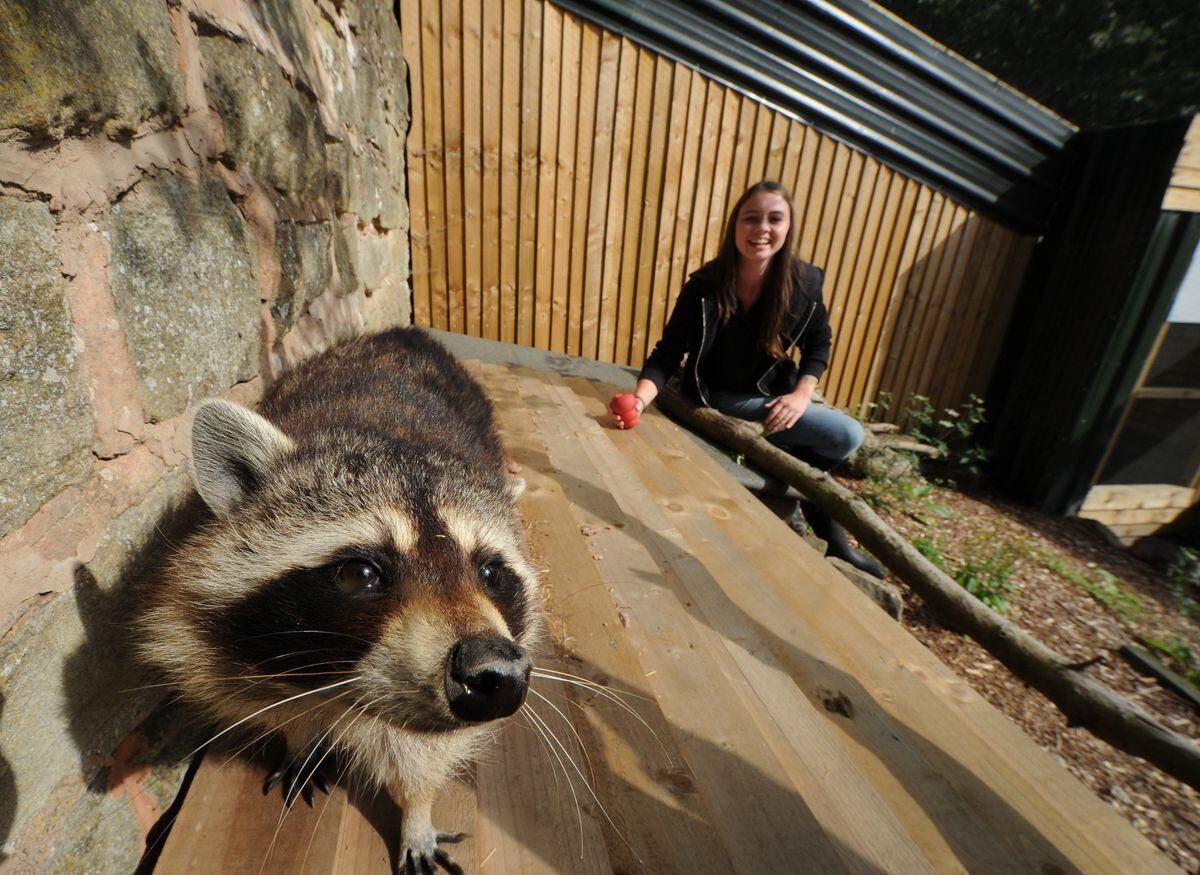 Fiona the raccoon with Lydia
