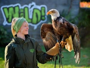 Cremorne the Bald Eagle has returned after going missing earlier in the week