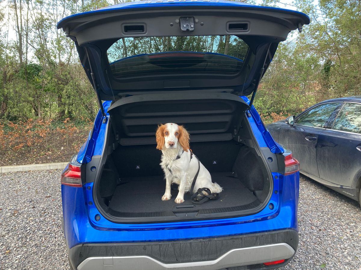 Long-term report: Our pet friends take a liking to the Nissan Qashqai