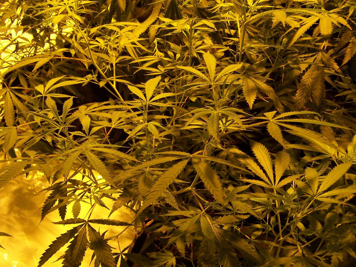 600 plants seized in Walsall cannabis raid 