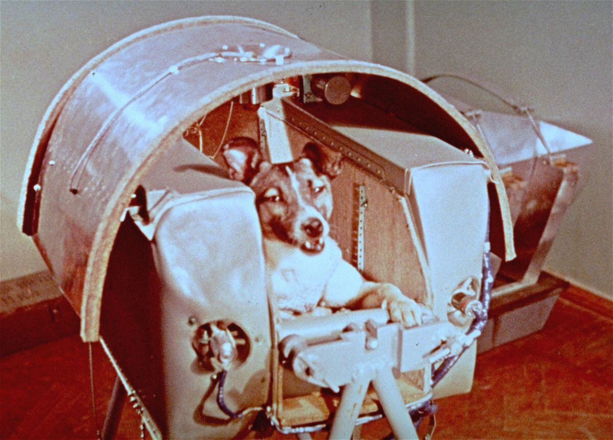 Laika became the first animal to orbit the earth in 1957