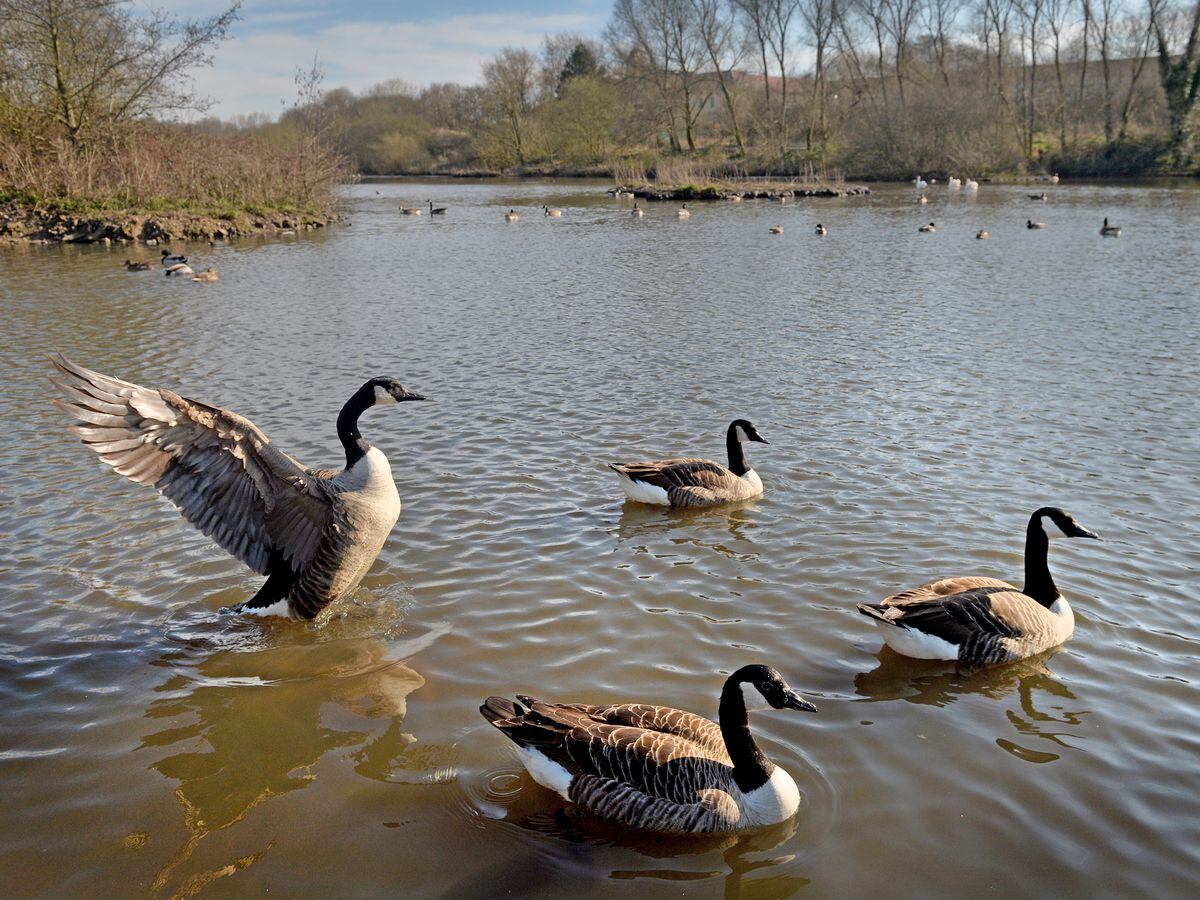 Canada geese have been found to be carrying the disease