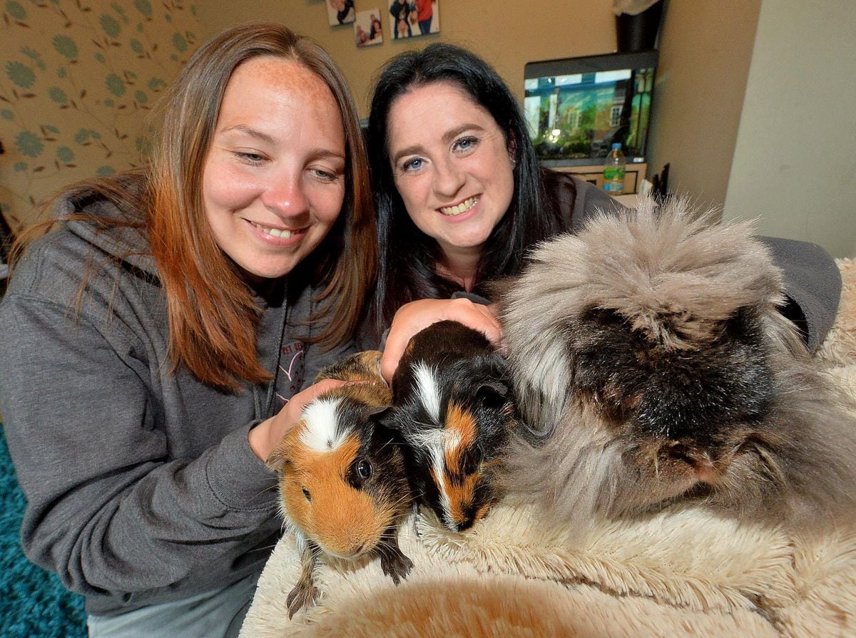 DUDLEY COPYRIGHT EXPRESS AND STAR STEVE LEATH 18/06/2021..Heathers Weekend feature:  Pic in Halesowen with Peppers Pet Rescue. Pictured here is L-R: Melanie Coley and Sophie Pepper with Guinea Pigs: Ronnie and Gary and Rabbit: Revel..
