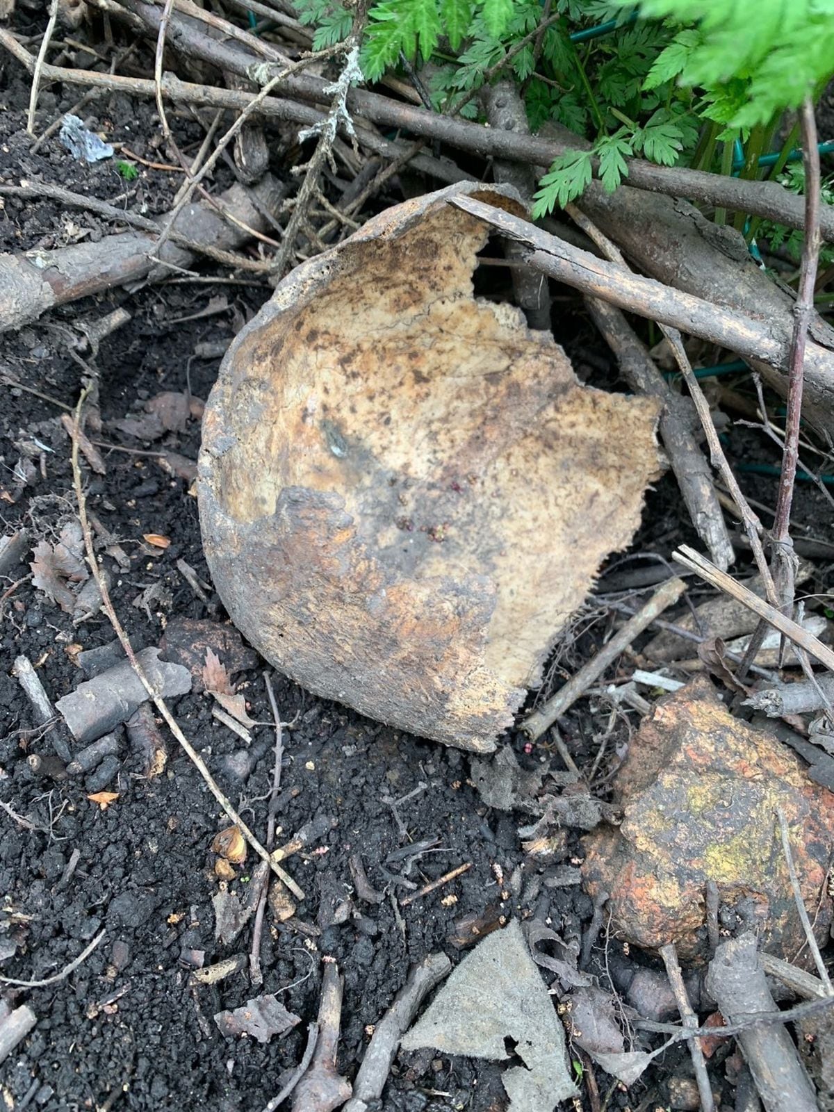 Large fragment of bone found in the garden