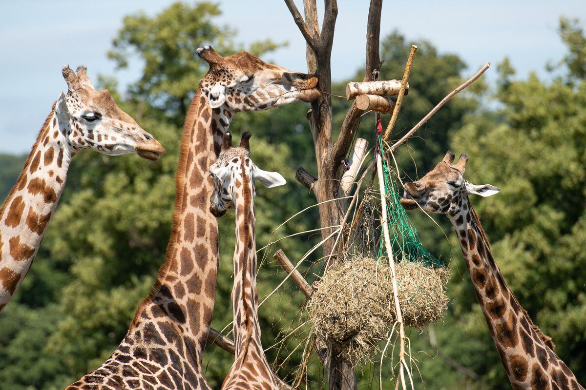 Visitors observe giraffes