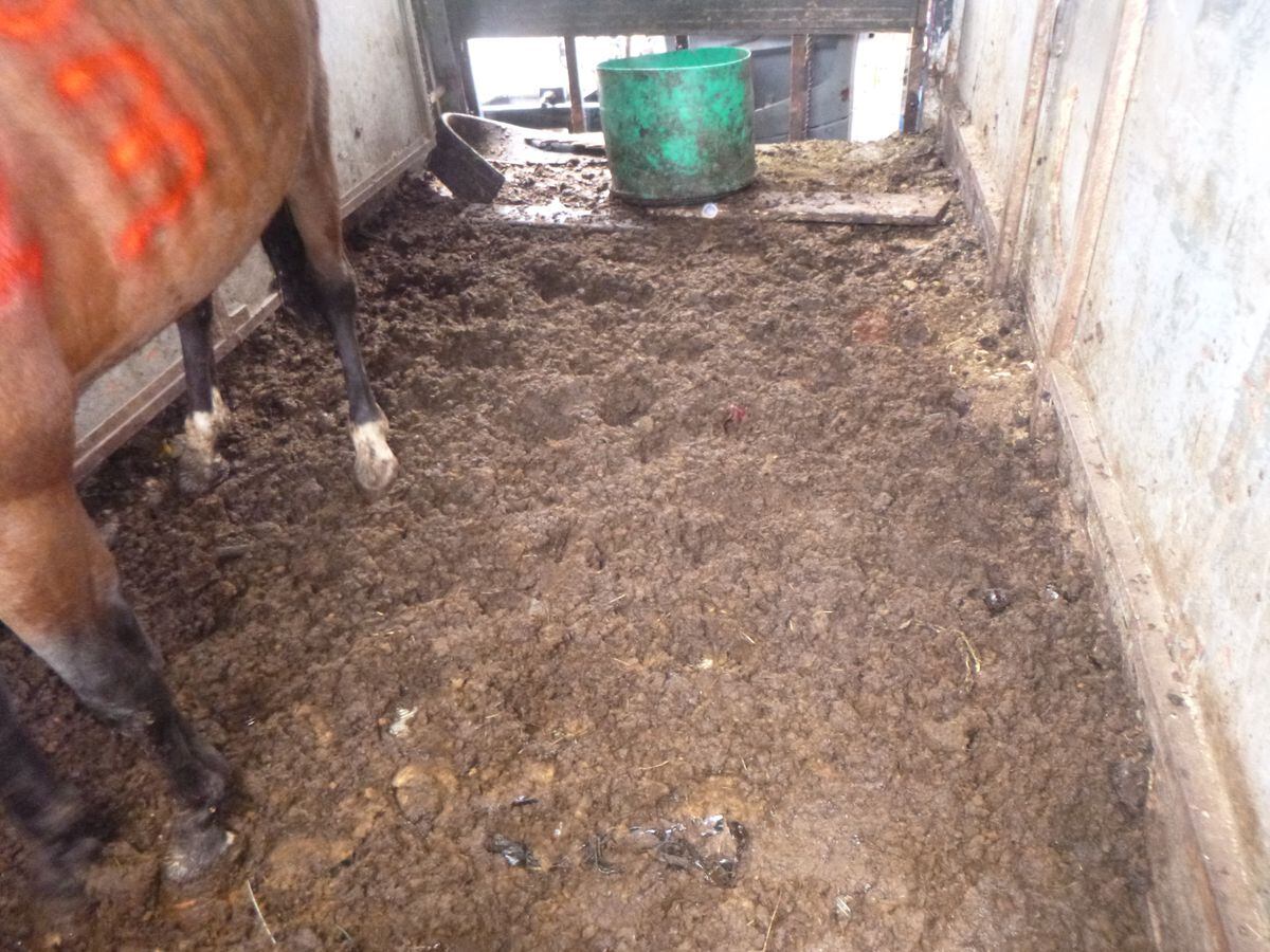 Floors were sodden due to the huge amount of faeces. Photo: RSPCA