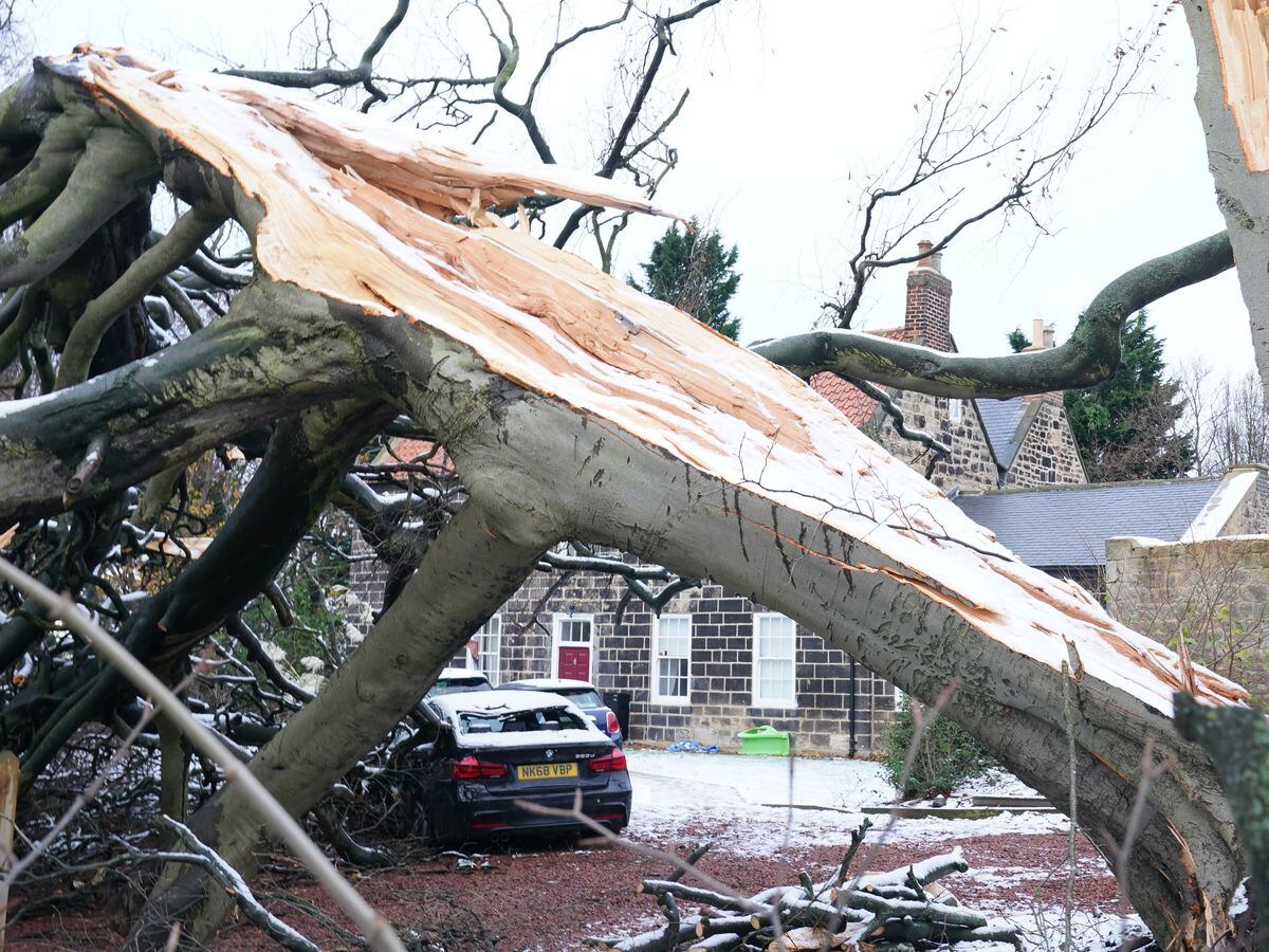 A fallen tree in North Tyneside