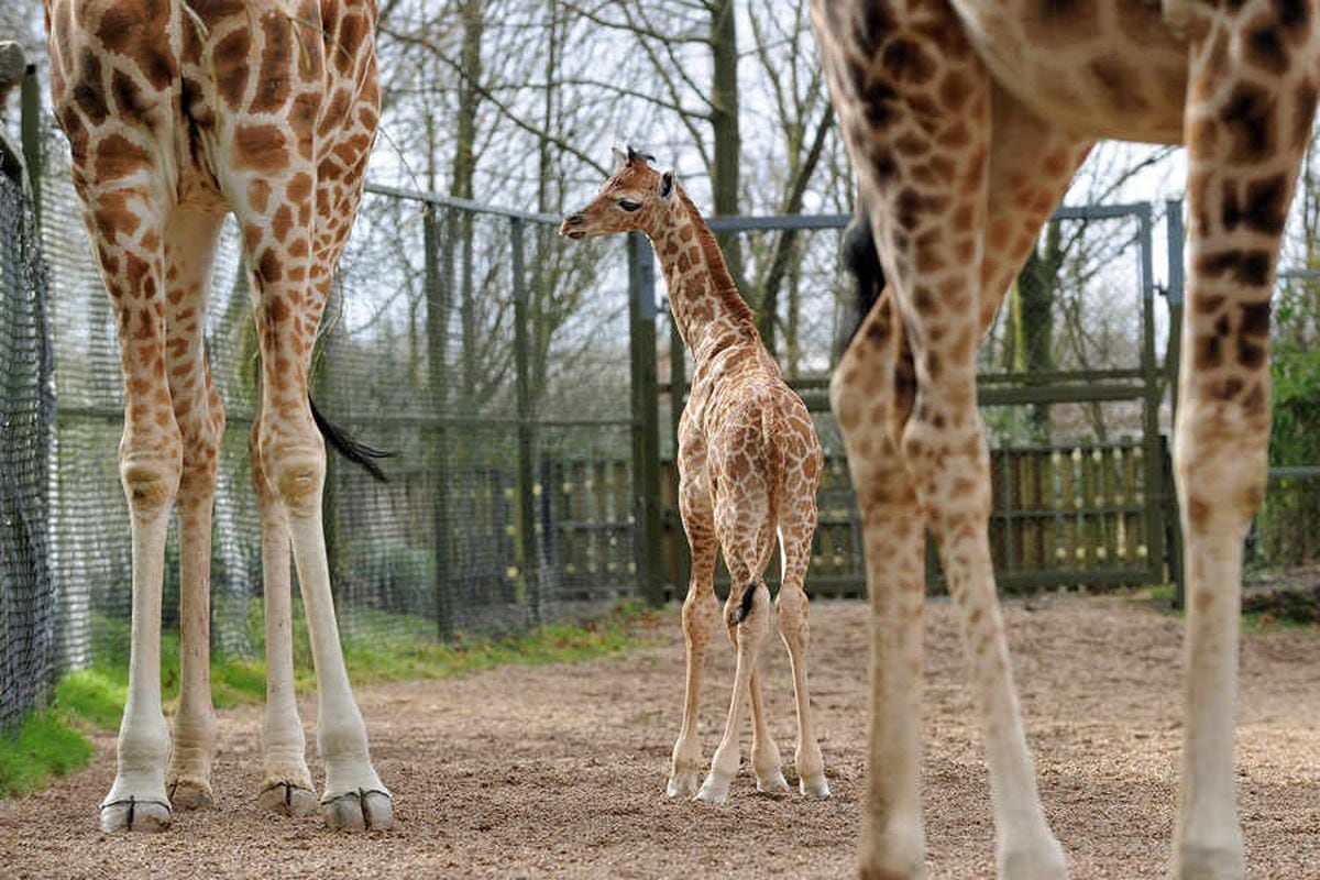 Newborn giraffe Kito walks tall at Dudley Zoo