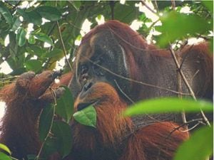 Wild orangutan observed treating wound with medicinal plant for first time  | Express & Star