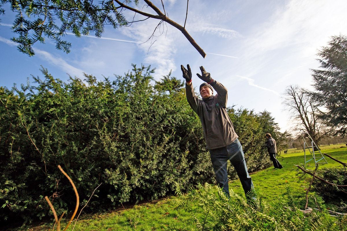 Volunteers take part in the annual prune of the Great Yew at National Trust's Shugborough Estate in Staffordshire. Photo: Jacob King/PA