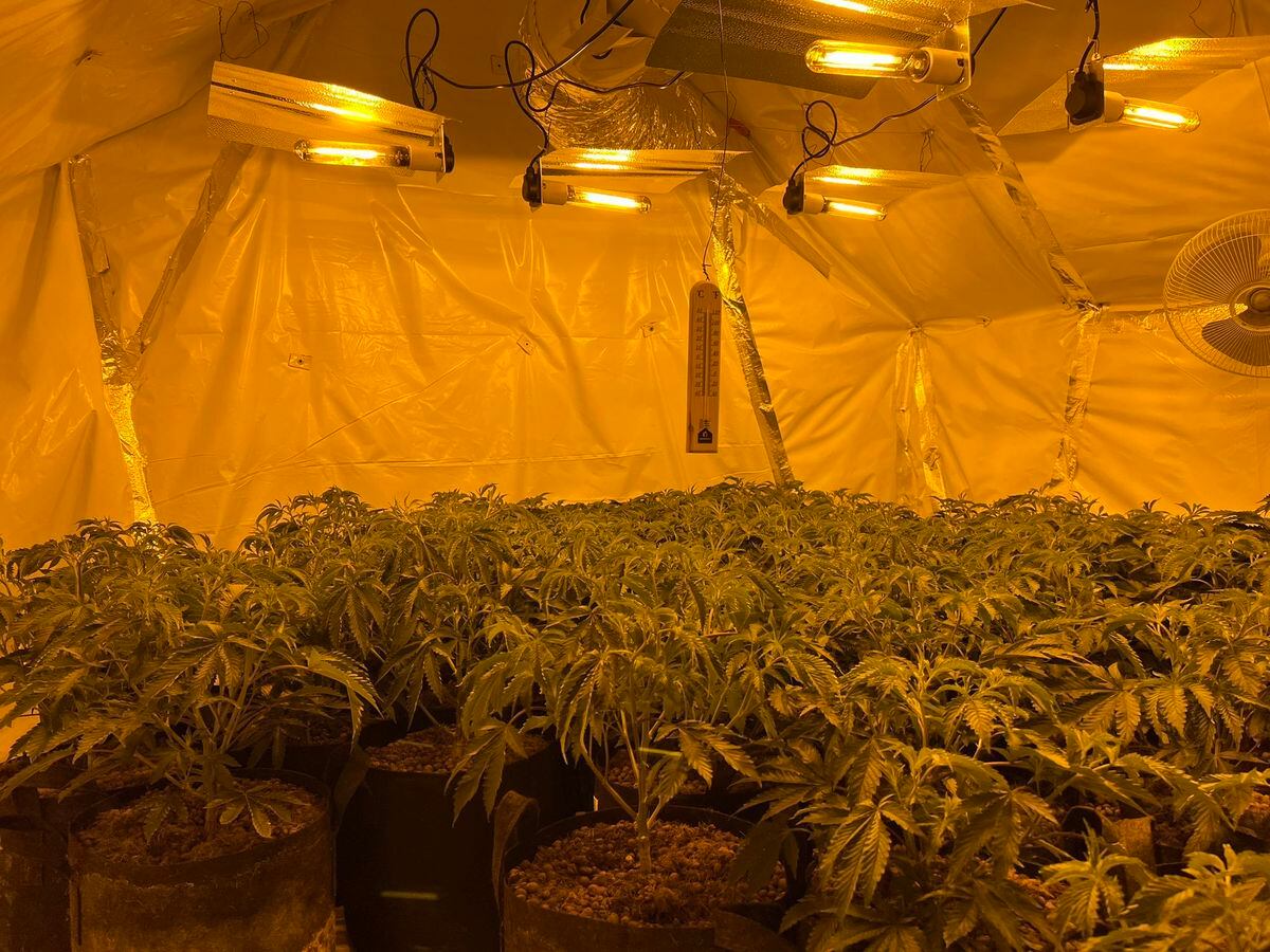 Over 200 cannabis plants seized 