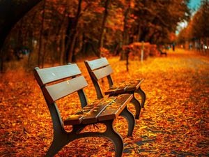 Roll on autumn . . . Image by Pepper Mint from Pixabay