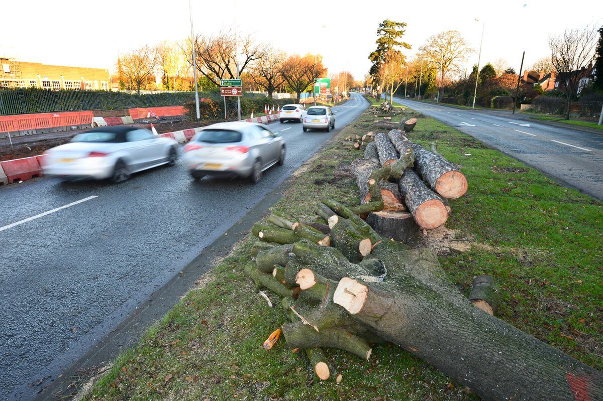 More than 40 trees were chopped down in preparation for the work
