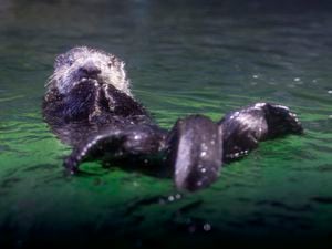 Ozzy and Ola, two Alaskan sea otters, arrive at Birmingham Sea Life Centre