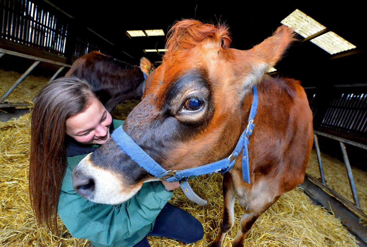 Pics at Sandwell Council's Forge Mill Farm, West Bromwich where they have new Jersey Cows. Pictured with Rosie is Farm Apprentice: Abbie Kiteley from West Bromwich
