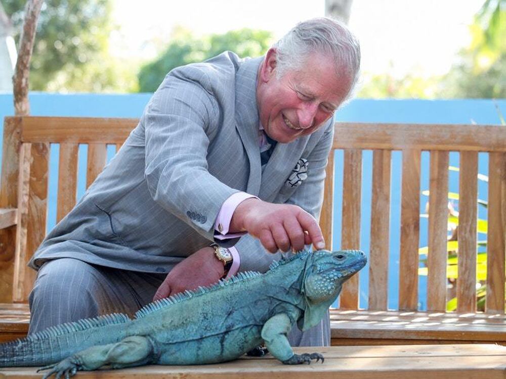 Charles Plucks Up Courage To Pet Peter The Rare Blue Iguana Express Star,Chameleon Petco