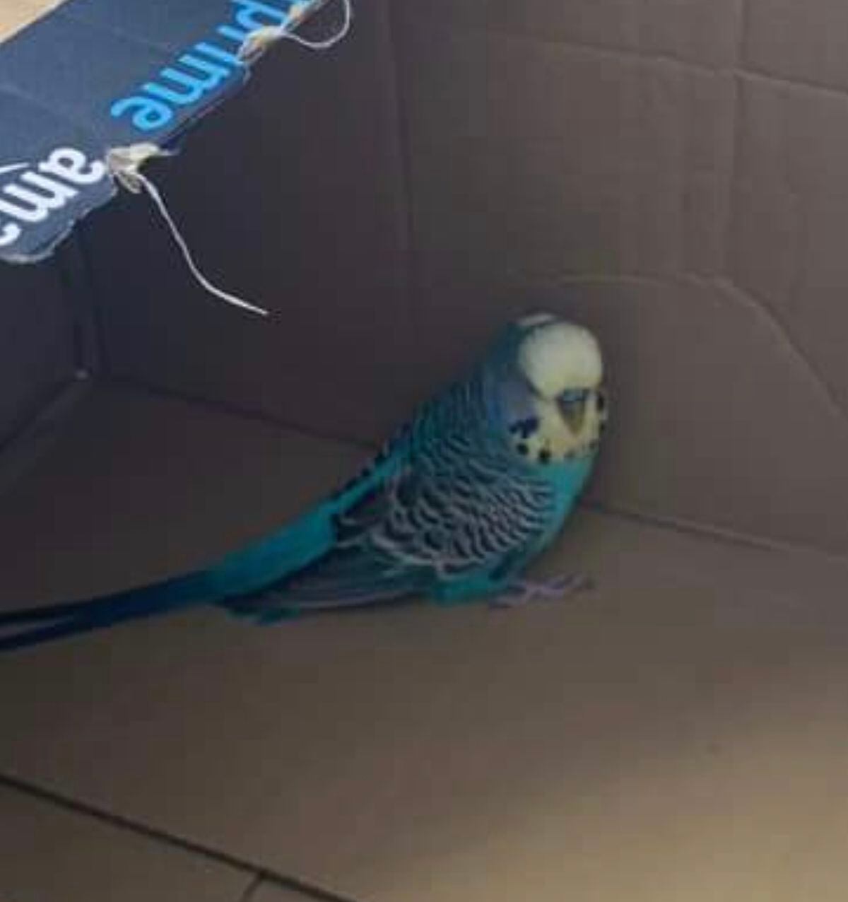 Pete made an Amazon deliver box his temporary home