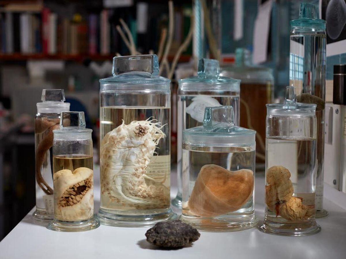Collection of deep sea specimens and Polymetallic nodule