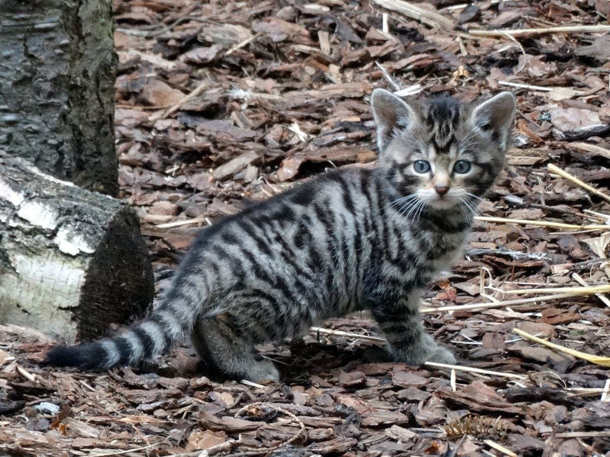 Four rare Scottish wildcat kittens born in Highland park | Express & Star