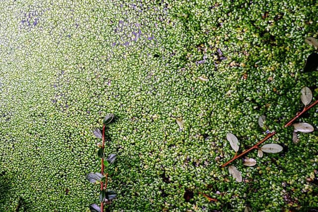 Duckweed