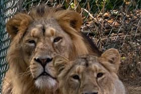 Asiatic lions, Keshari and Kirana