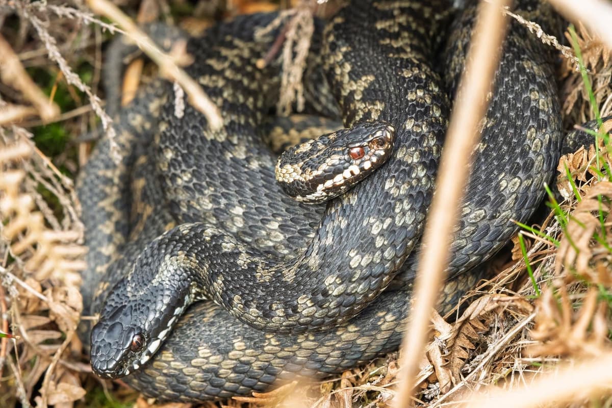 Warning to keep dogs on leads as 'remarkable' adders emerge from ...