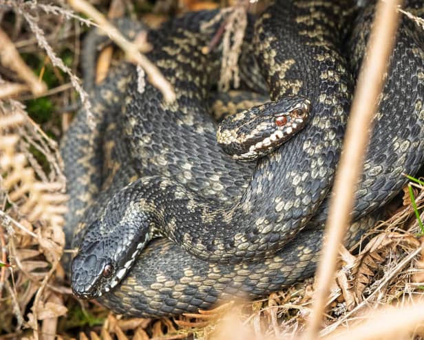 A warning has been issued to keep dogs on leads at Cannock Chase due to adders coming out of hibernation.