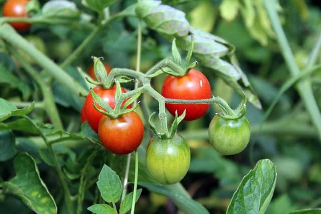 Summer gardening - Expert from Doff Portland highlights six gardening tasks to complete in June