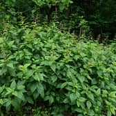 Japanese knotweed.