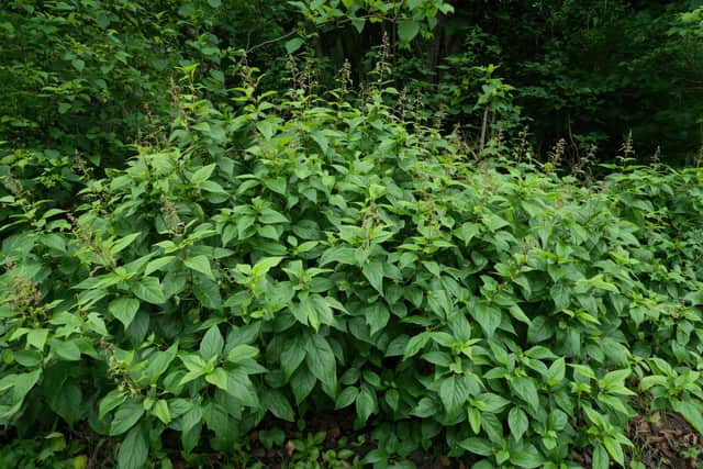 Japanese knotweed.