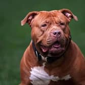 An XL Bully. Picture (stock image): Christopher Furlong/Getty Images
