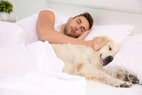 Some dogs make better bed buddies than others.